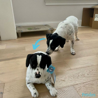 Illustration de l'article : 20 photos adorables de chiens posant aux côtés de leur double en peluche