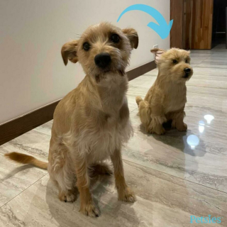 Illustration de l'article : 20 photos adorables de chiens posant aux côtés de leur double en peluche