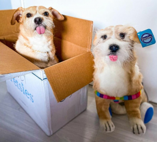 Illustration de l'article : 20 photos adorables de chiens posant aux côtés de leur double en peluche