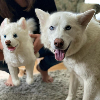 Illustration de l'article : 20 photos adorables de chiens posant aux côtés de leur double en peluche