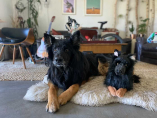 Illustration de l'article : 20 photos adorables de chiens posant aux côtés de leur double en peluche