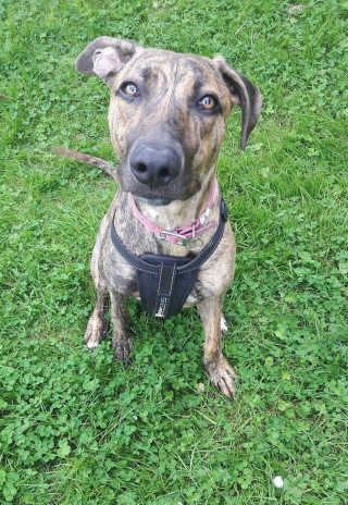 Illustration de l'article : Les volontaires d’un refuge se demandent pourquoi, depuis 5 ans, près d’un millier de leurs pensionnaires ont trouvé une famille, mais pas Sue