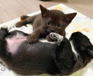 Illustration de l'article : Lorsque ce chaton rencontre un chiot pour la première fois, c’est un véritable coup de cœur !