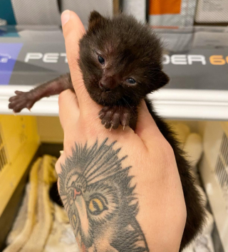 Illustration de l'article : Lorsque ce chaton rencontre un chiot pour la première fois, c’est un véritable coup de cœur !