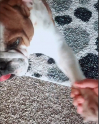 Illustration de l'article : Un homme a compris pourquoi son Bouledogue anglais ne réagissait pas à ses ordres : il ne s’exprimait pas dans la bonne langue… (vidéo)