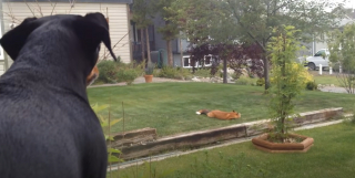 Illustration de l'article : Un petit chien devient complètement grincheux en voyant un renard s’amuser avec son jouet dans le jardin (vidéo)