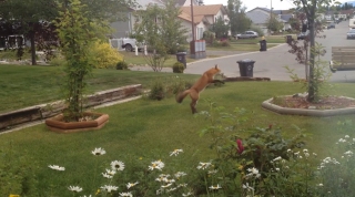 Illustration de l'article : Un petit chien devient complètement grincheux en voyant un renard s’amuser avec son jouet dans le jardin (vidéo)