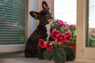 Illustration de l'article : 20 photos de chiens s'étant découvert une grande passion pour les plantes