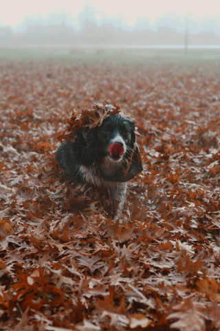 Illustration de l'article : 20 photos de chiens s'étant découvert une grande passion pour les plantes