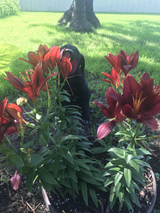 Illustration de l'article : 20 photos de chiens s'étant découvert une grande passion pour les plantes