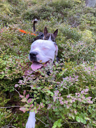 Illustration de l'article : 20 photos de chiens s'étant découvert une grande passion pour les plantes