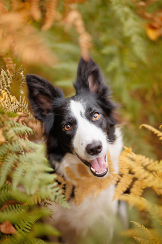 Illustration de l'article : 20 photos de chiens s'étant découvert une grande passion pour les plantes