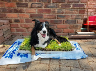 Illustration de l'article : 20 photos de chiens s'étant découvert une grande passion pour les plantes