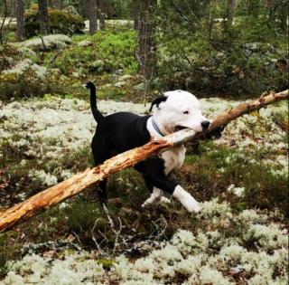 Illustration de l'article : 20 photos de chiens s'étant découvert une grande passion pour les plantes