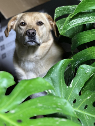 Illustration de l'article : 20 photos de chiens s'étant découvert une grande passion pour les plantes