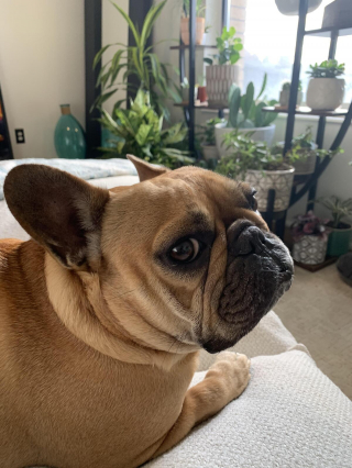 Illustration de l'article : 20 photos de chiens s'étant découvert une grande passion pour les plantes