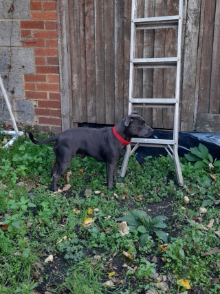 Illustration de l'article : 20 photos de chiens s'étant découvert une grande passion pour les plantes