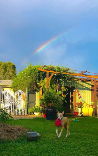 Illustration de l'article : 20 photos de chiens s'étant découvert une grande passion pour les plantes