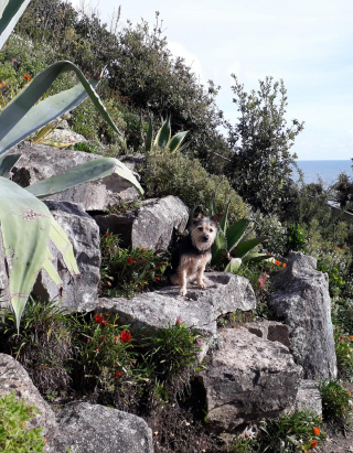 Illustration de l'article : 20 photos de chiens s'étant découvert une grande passion pour les plantes