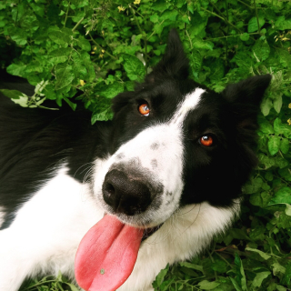 Illustration de l'article : 20 photos de chiens s'étant découvert une grande passion pour les plantes