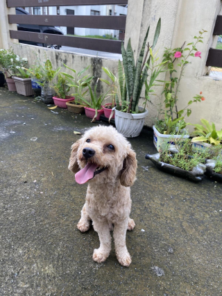 Illustration de l'article : 20 photos de chiens s'étant découvert une grande passion pour les plantes