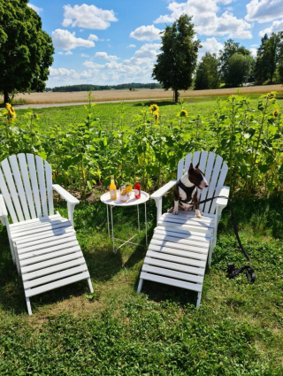 Illustration de l'article : 20 photos de chiens s'étant découvert une grande passion pour les plantes