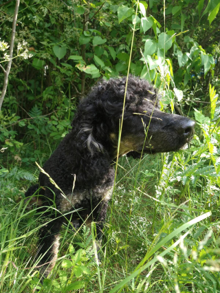 Illustration de l'article : 20 photos de chiens s'étant découvert une grande passion pour les plantes