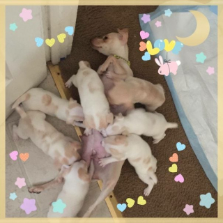 Illustration de l'article : 17 photos de chiennes aussi épuisées par la maternité que fières de leurs chiots