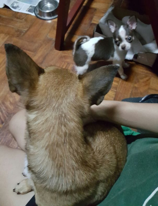 Illustration de l'article : 17 photos de chiennes aussi épuisées par la maternité que fières de leurs chiots