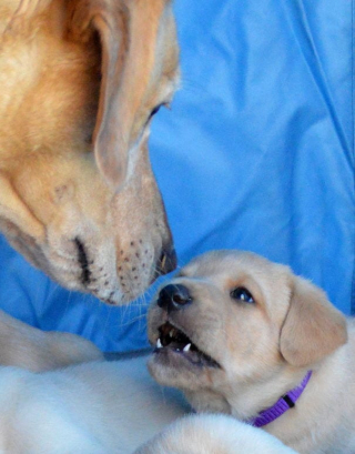 Illustration de l'article : 17 photos de chiennes aussi épuisées par la maternité que fières de leurs chiots