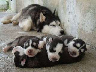 Illustration de l'article : 17 photos de chiennes aussi épuisées par la maternité que fières de leurs chiots