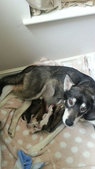 Illustration de l'article : 17 photos de chiennes aussi épuisées par la maternité que fières de leurs chiots