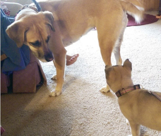 Illustration de l'article : 17 photos de chiennes aussi épuisées par la maternité que fières de leurs chiots