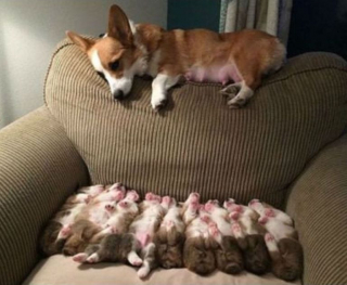 Illustration de l'article : 17 photos de chiennes aussi épuisées par la maternité que fières de leurs chiots