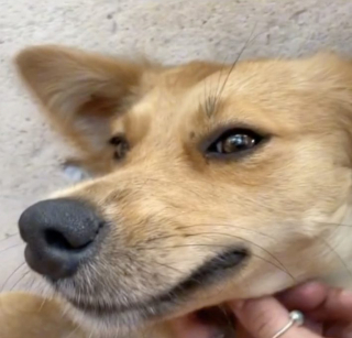 Illustration de l'article : Une femme retourne en vacances au Mexique et retrouve une chienne qu’elle avait rencontrée auparavant : elles sont ravies de se revoir (vidéo)