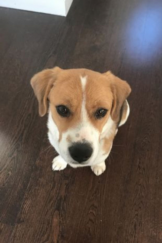 Illustration de l'article : Une association cherche une famille pour un Beagle destiné à l’alimentation humaine en Asie