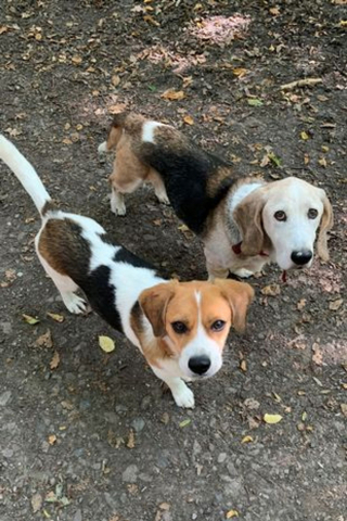 Illustration de l'article : Une association cherche une famille pour un Beagle destiné à l’alimentation humaine en Asie