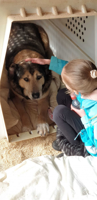 Illustration de l'article : À seulement 7 ans, cette fillette se rend chaque semaine dans un refuge afin d'appliquer sa méthode infaillible pour calmer les animaux anxieux