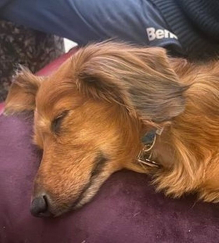 Illustration de l'article : Une association n’a eu que 24 heures pour sauver un Teckel destiné à la consommation alimentaire en Asie