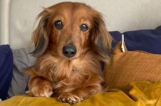 Illustration de l'article : Une association n’a eu que 24 heures pour sauver un Teckel destiné à la consommation alimentaire en Asie