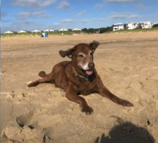 Illustration de l'article : Un homme construit un véhicule pour son chien âgé afin qu’ils puissent continuer de se rendre sur leur plage préférée