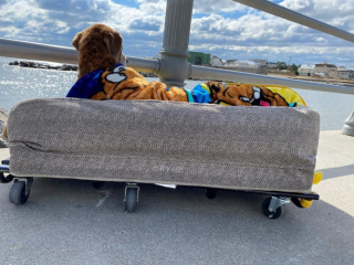 Illustration de l'article : Un homme construit un véhicule pour son chien âgé afin qu’ils puissent continuer de se rendre sur leur plage préférée