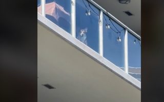 Illustration de l'article : 2 Golden Retrievers séparés par des balcons sont filmés dans une scène digne des plus grands films romantiques (vidéo)