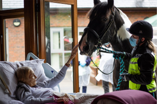 Illustration de l'article : Grâce au personnel de l’hôpital, une femme très proche de ses Cavaliers King Charles et de son cheval a pu réaliser l'une de ses dernières volontés