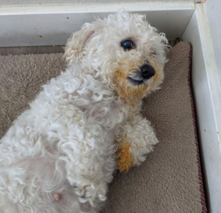 Illustration de l'article : 12 photos de chiens pris en flagrant délit de bêtise et qui l'assument plus ou moins