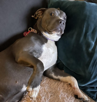 Illustration de l'article : 12 photos de chiens pris en flagrant délit de bêtise et qui l'assument plus ou moins