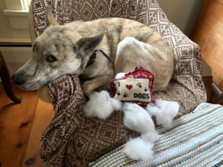 Illustration de l'article : 12 photos de chiens pris en flagrant délit de bêtise et qui l'assument plus ou moins