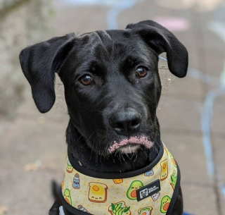 Illustration de l'article : 12 photos de chiens pris en flagrant délit de bêtise et qui l'assument plus ou moins