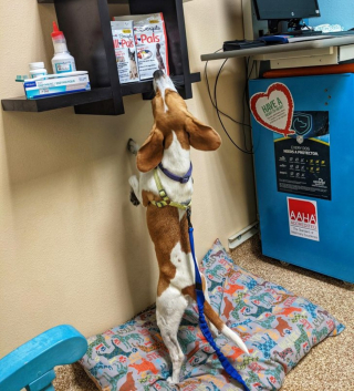 Illustration de l'article : 12 photos de chiens pris en flagrant délit de bêtise et qui l'assument plus ou moins