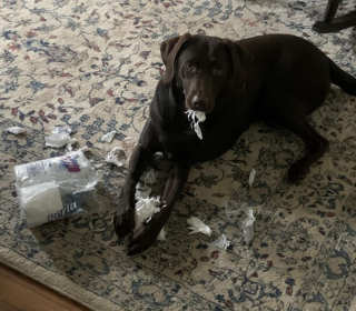 Illustration de l'article : 12 photos de chiens pris en flagrant délit de bêtise et qui l'assument plus ou moins